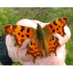 Comma larvae c-album 10 larvae